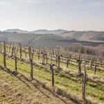Vineyard in Slovenia