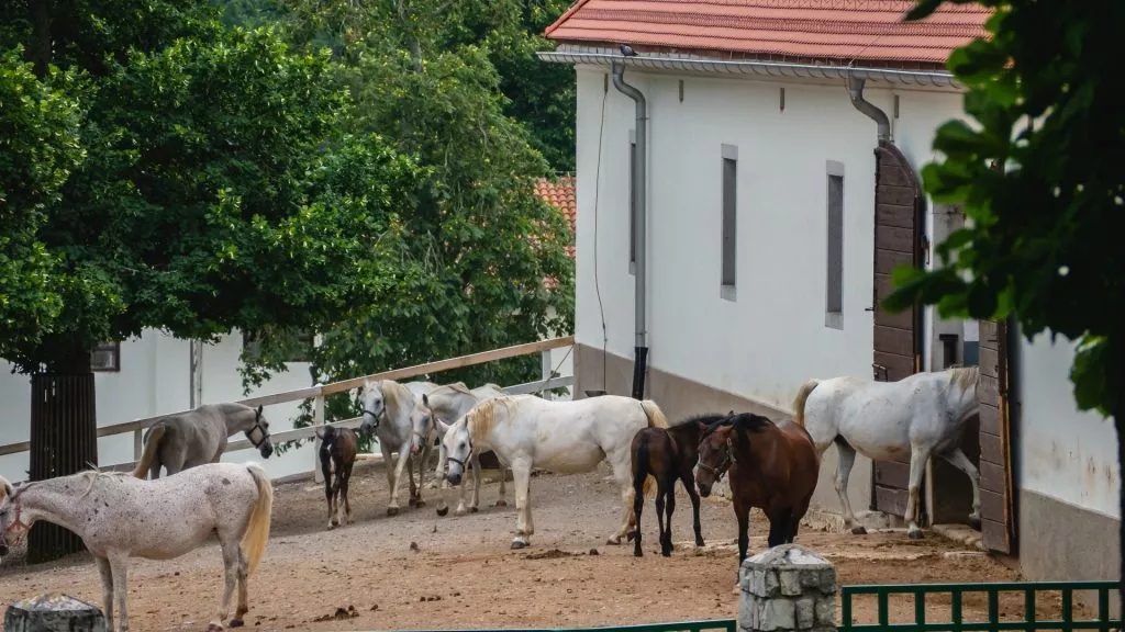 Granja Lipica a escala