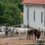 Granja Lipica a escala