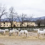 Yeguada y caballos de Lipica