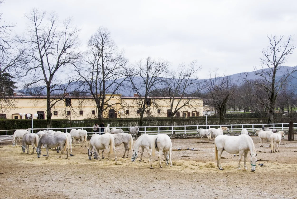 Lipica stud farm and horses