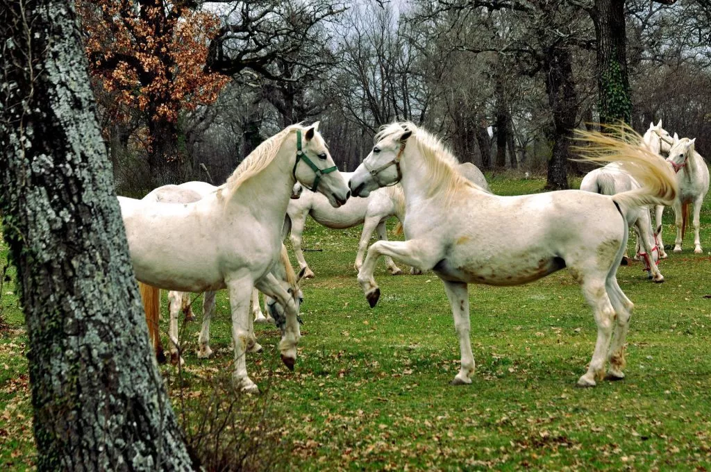 Caballos Lipizzanos en el exterior