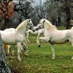 Caballos Lipizzanos en el exterior