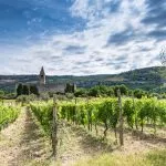 Typical Slovenian vineyards