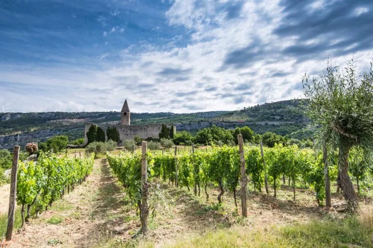 Viñedos típicos eslovenos