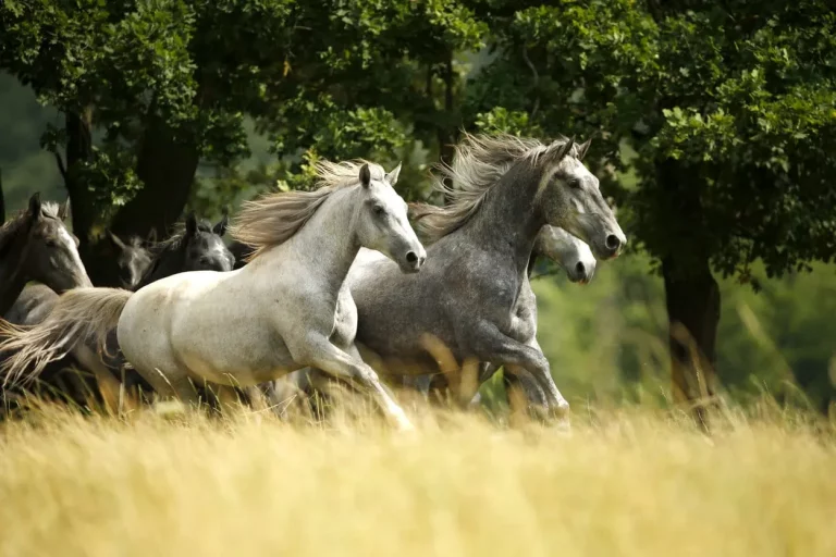 Caballos lipizanos