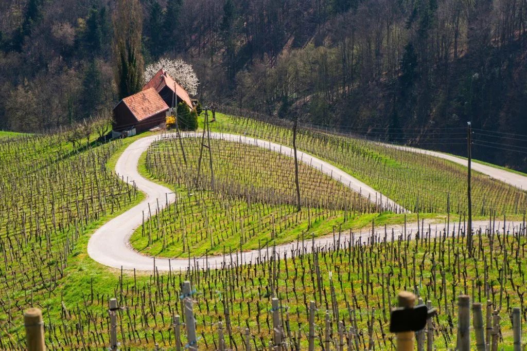 Wine tours from Koper