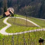 Wine tours from Koper